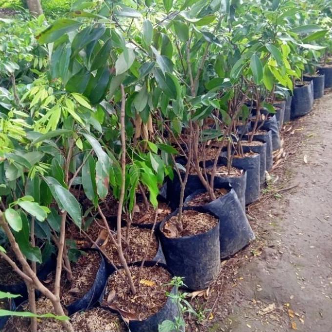 bibit tanaman buah leci merah berbunga F1 FULL fres BISA BERBUAH DI POT