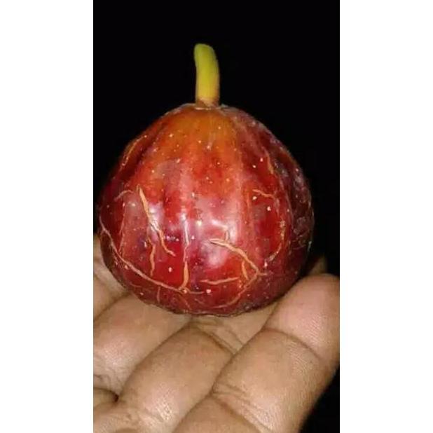 Bibit Buah Tin Salscorleon FC