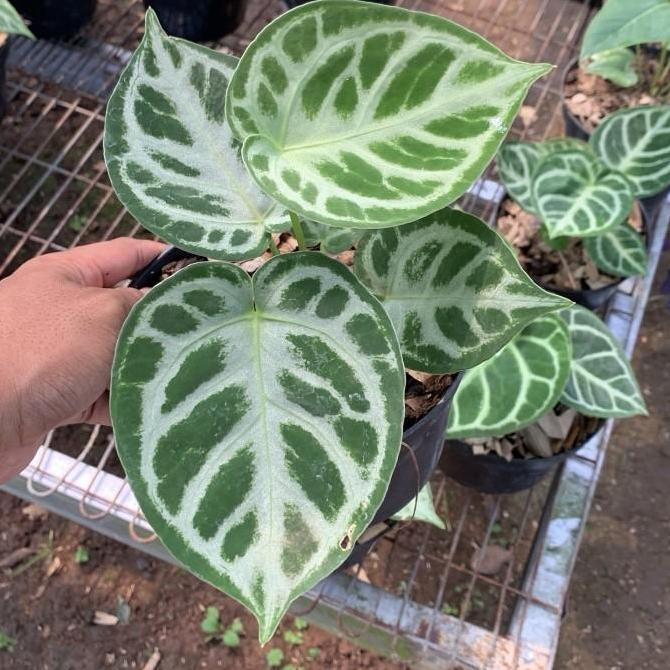 Anthurium Dorayaki Silver Blush - Dorayaki Silver Blush