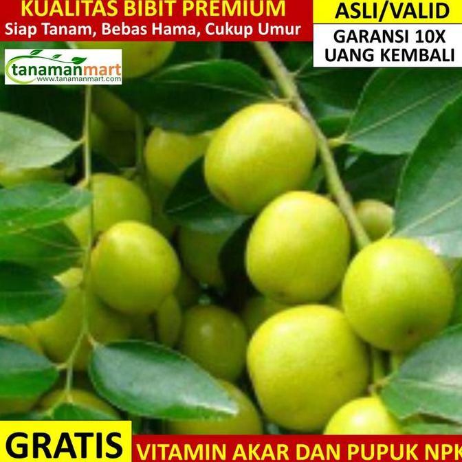 Bibit Bidara Asli Bergaransi, Pohon Buah Bidara Arab Valid kualitas premium