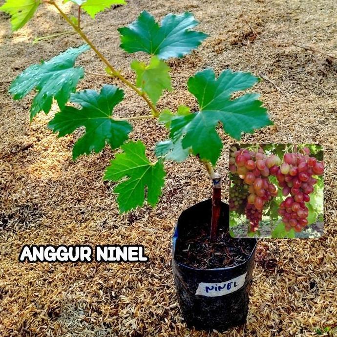 Bibit Anggur Ninel Bibit Tanaman Buah Anggur Import Ninel Grafting kualitas premium