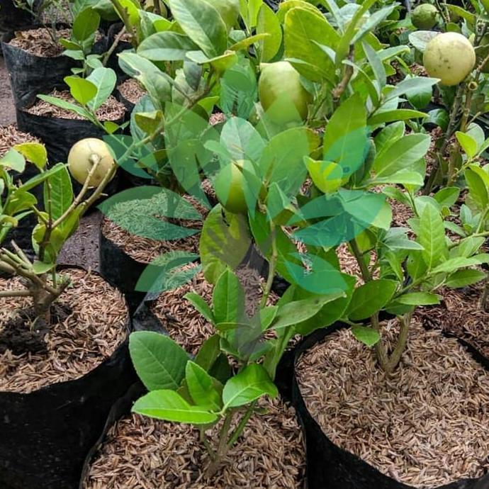 bibit tanaman buah lemon california berbuah-bibit lemon berbuah asli kualitas premium