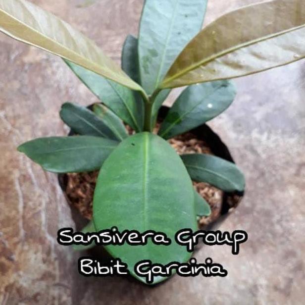 Tanaman Buah Herbal Garcinia / Bibit Asam Gelugur B@Ru AT12 kualitas premium