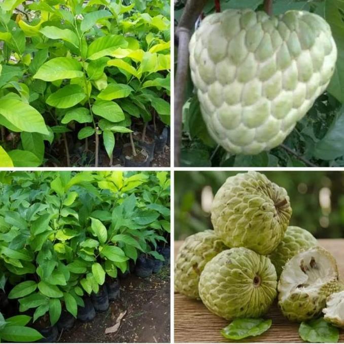 bibit tanaman buah srikaya jumbo srikaya thailand kualitas premium
