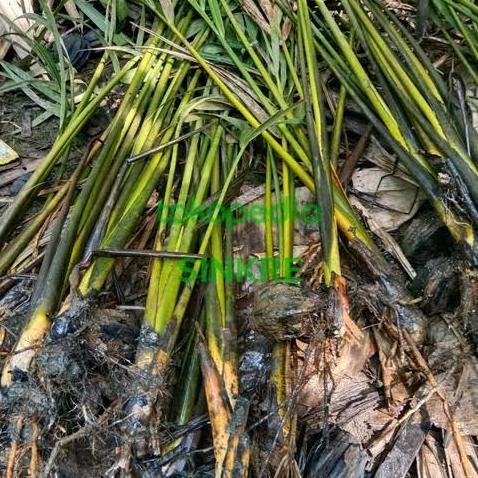 Bibit Pohon Nipah Buah Dahon Tinggi,60-70cm/Pohon kualitas premium