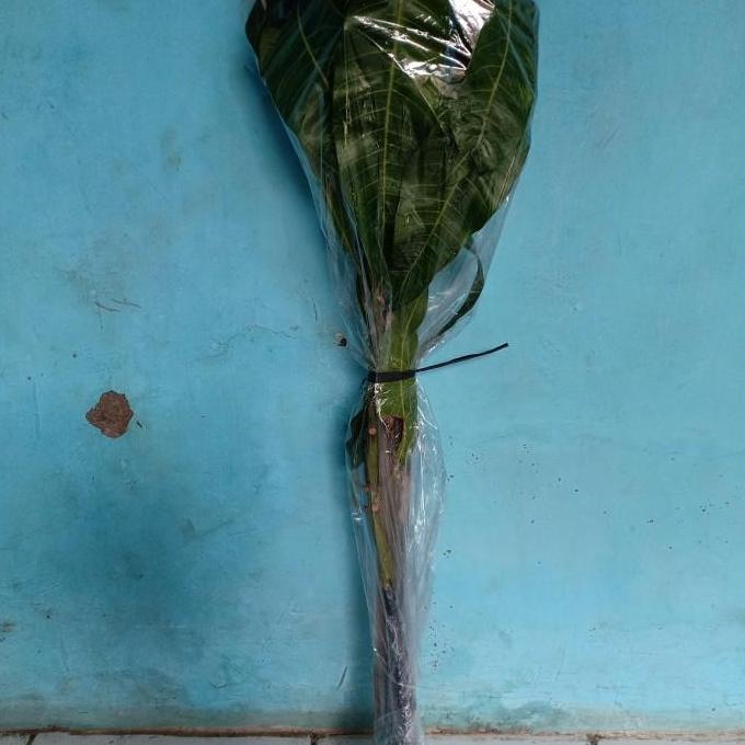 Bibit mangga mahatir jumbo tanaman buah unggul original hasil cangkok kualitas premium