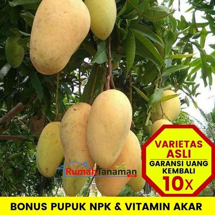 Bibit Tanaman Buah MANGGA CHOKANAN 1 METER UP Unggul Bergaransi kualitas premium