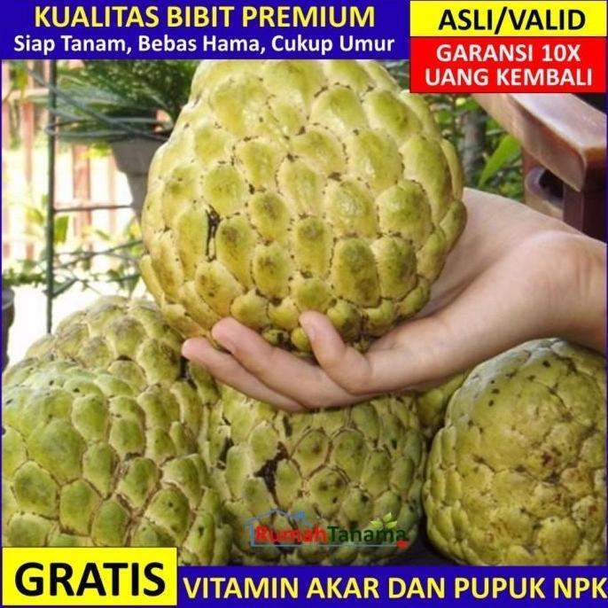 Bibit Srikaya Jumbo Asli Bergaransi, Pohon Buah Cangkok Valid kualitas premium