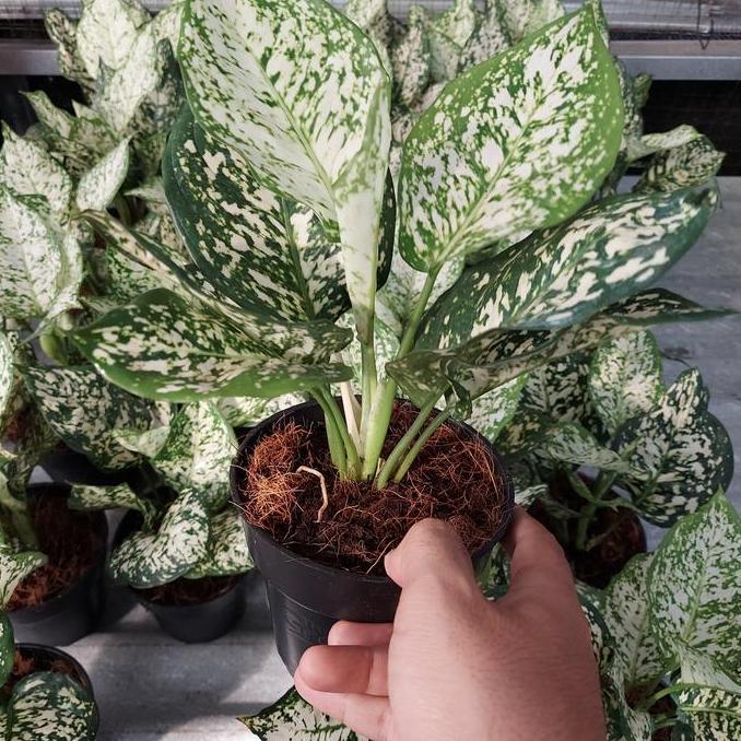 Aglonema Dut White Anjamani