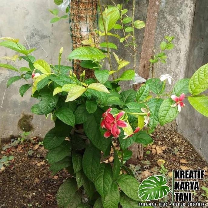 Tanaman hias bunga melati belanda - Melati belanda wangi