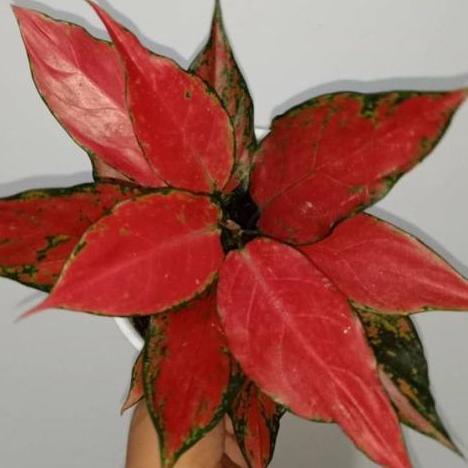 Aglonema Red Ruby Garuda Dewasa