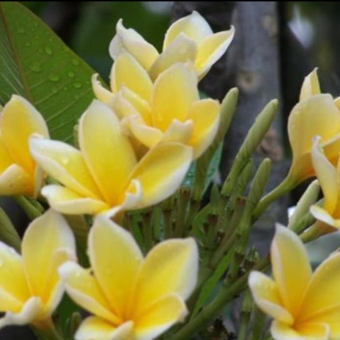 PROMOpohon kamboja bali bunga kuning//tinggi 1 meter