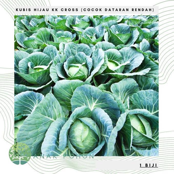 Benih Bibit Biji - Kol Hijau Kubis KK Cross Cocok Dataran Rendah Seeds