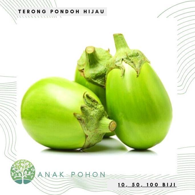 Benih Bibit Biji - Terong Pondoh Hijau Bulat Besar Seeds