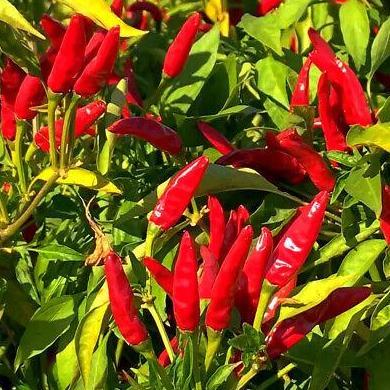Benih Bibit Biji - Cabai Chaotian Pepper Pepper Seeds