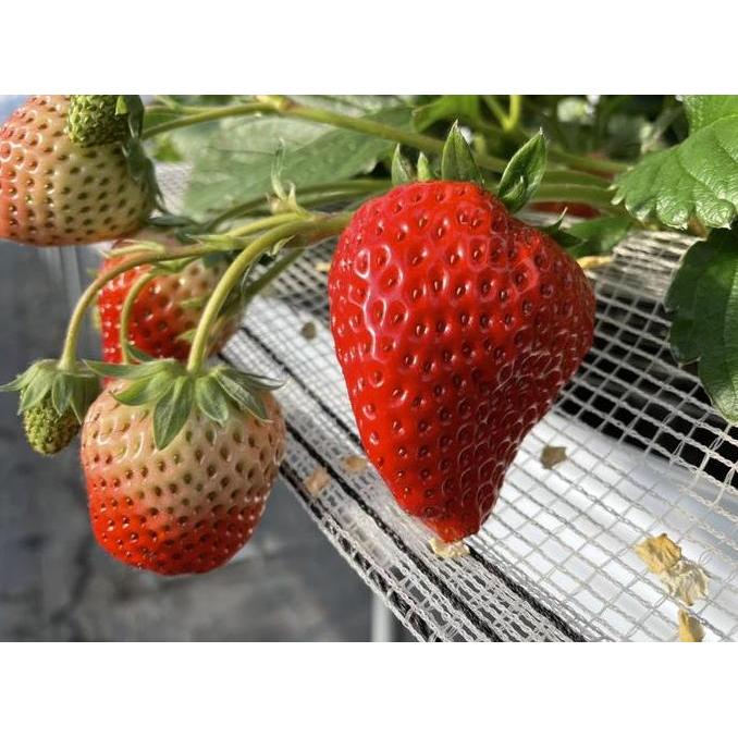 Benih Bibit Biji - Buah Strawberry Korea Jumbo Stroberi Merah Seeds