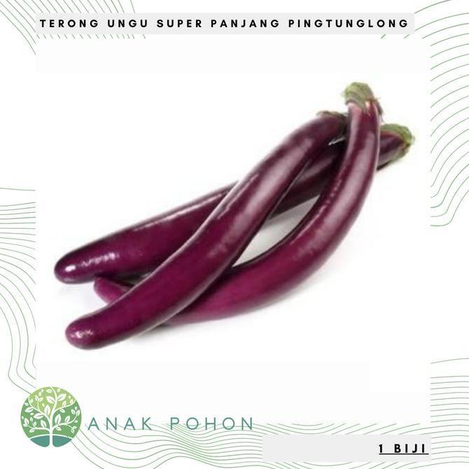 Benih Bibit Biji - Terong Ungu Pingtung Long Panjang F1 Hibrida