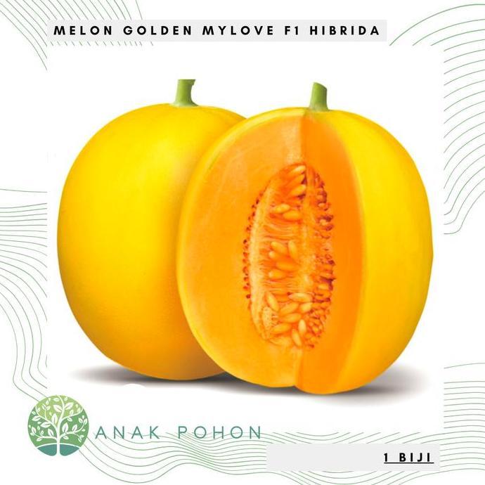 Benih Bibit Biji - Melon My Love F1 Golden Kuning Hibrida Seeds - Melon MyLove Rasa Manis & Warna Da