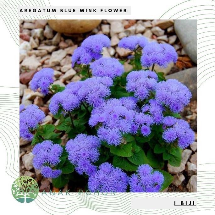 Benih Bibit Biji - Bunga Ageratum Blue Mink Floss Flower (Ageratum houstonianum) Seeds - IMPORT
