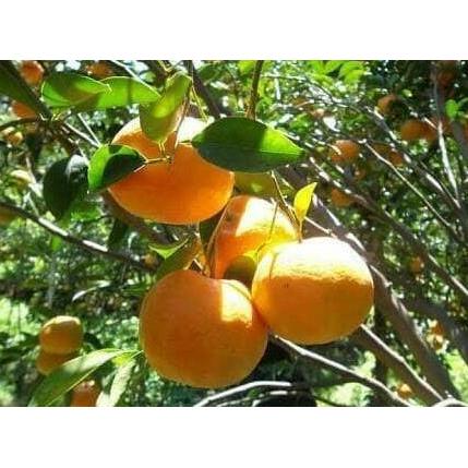 Bibit Tanaman Buah Jeruk Sunkist Varigata Berbunga atau Berbuah Terbaik