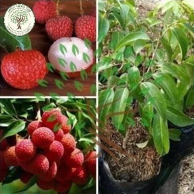 Bibit Tanaman Buah Leci Kom-Bibit Pohon Leci-Bibit Leci Kerdil Cangkok Terbaik