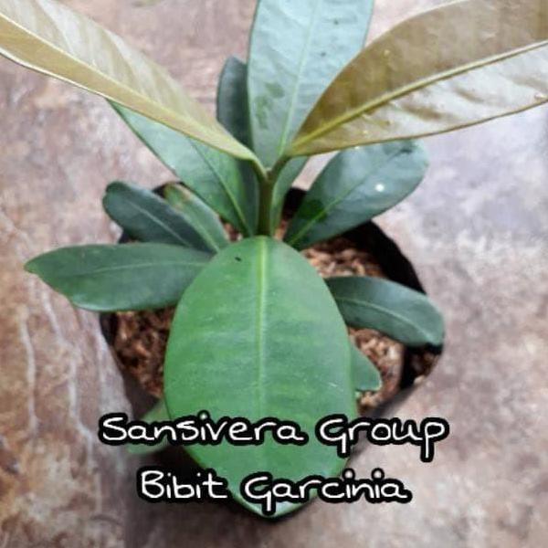 Tanaman Buah Herbal Garcinia / Bibit Asam Gelugur B@Ru AT12 Terbaik