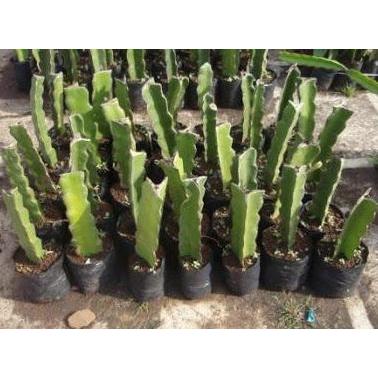 Bibit tanaman buah naga putih super Terbaik