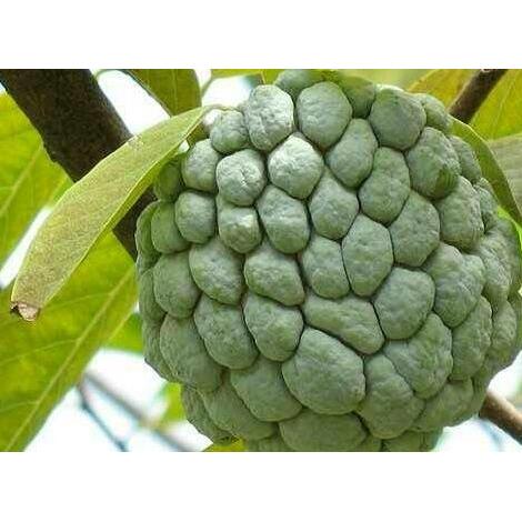 Bibit buah srikaya besar / Pohon buah srikaya besar + pot hitam Terbaik