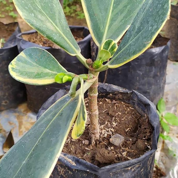 Bibit Tanaman Buah Manggis Putih Varigata Terbaik