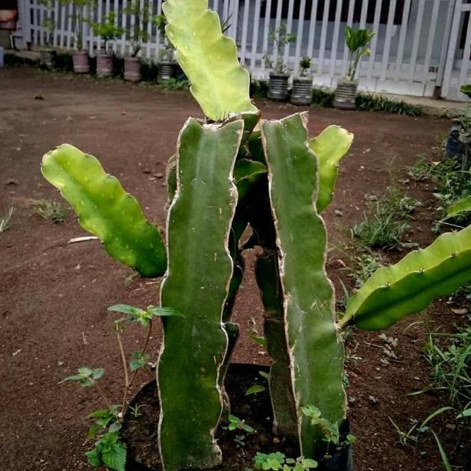 Bibit tanaman buah naga putih super Terbaik