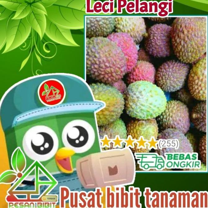 bibit tanaman buah leci pelangi LECI LANGKA leci manis leci tricolor Terbaik