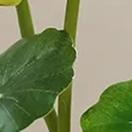 Ceilo Bunga Teratai Hias Artificial | Tanaman Hias Teratai | Bunga Artificial Estetik | Lotus Artifi