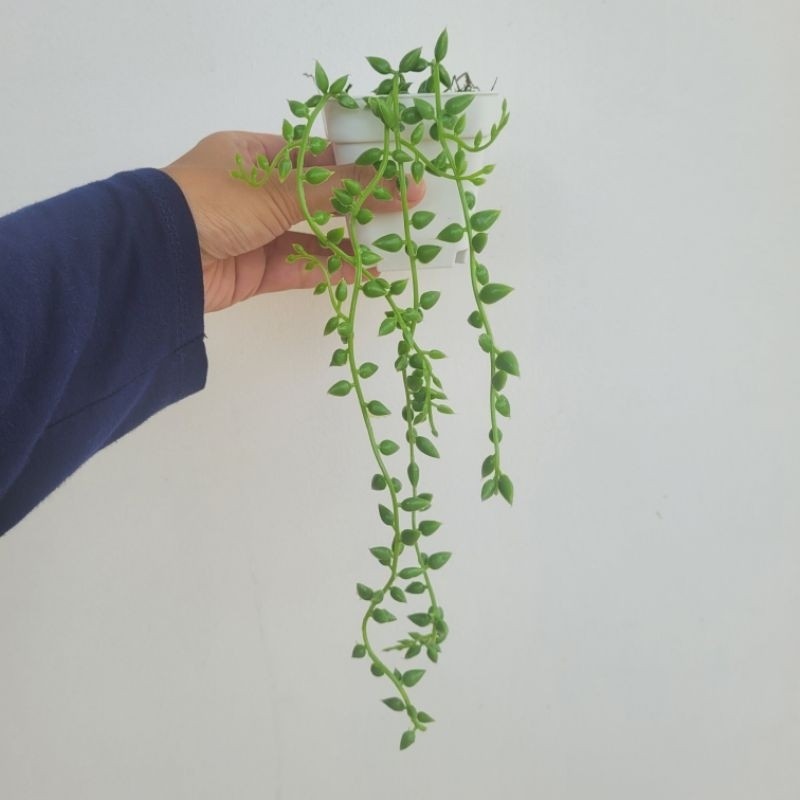 Daun Juntai Plastik + Pot || Daun Juntai Artificial