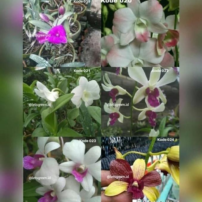 TERBARU|TERMURAH|BARU|PREMIUM|TERLARIS|GARANSI|DISKON|PROMO TANAMAN HIAS BUNGA ANGGREK DENDROBIUM - 