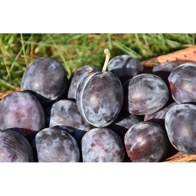 Dried Prune Plum kering buah plum kering 500 gram