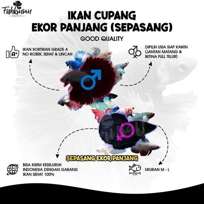 Skyfish- Ikan Cupang Sepasang Jenis Ekor Panjang (Hm, Ct, Hmde, Hmbe, Hmdt)