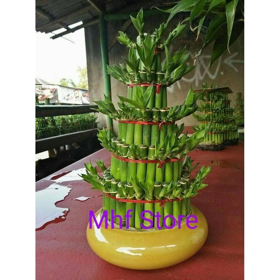 NEW PAKET HEMAT BESAR BAMBU HOKI TINGGI 30CM 5 TINGKAT + POT KERAMIK ORI