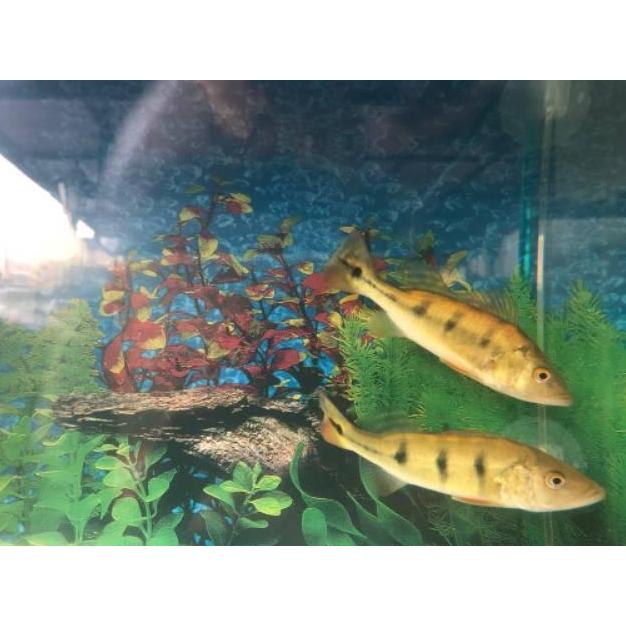 Pbass monoculus Pbass Mono