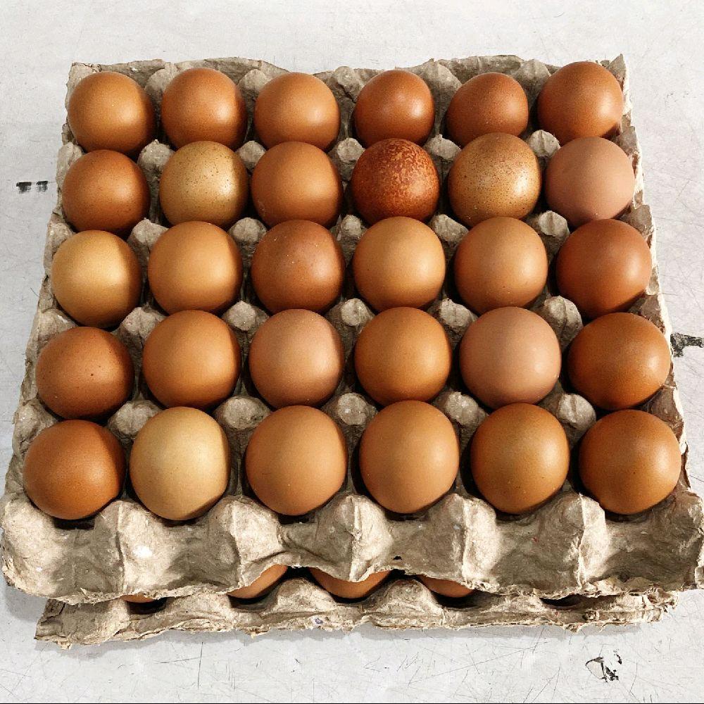 Telur Ayam per rak 30 biji 1 rak (TELUR AYAM 1 RAK)