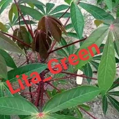 BIBIT POHON SINGKONG || JENIS MANGGU 10 batang