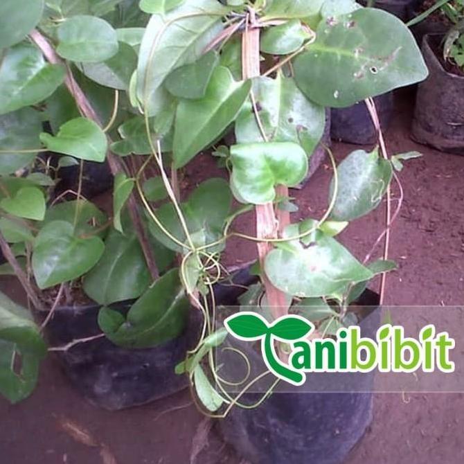 Bibit Tanaman Daun Binahong Hijau - Pohon Binahong