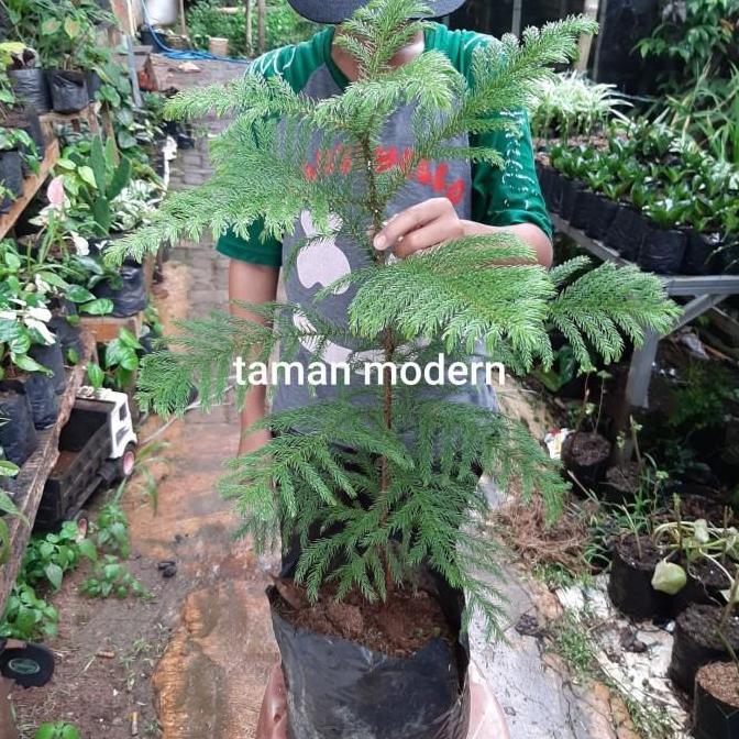 POHON CEMARA NORFOLK-tanaman cemara norfolk