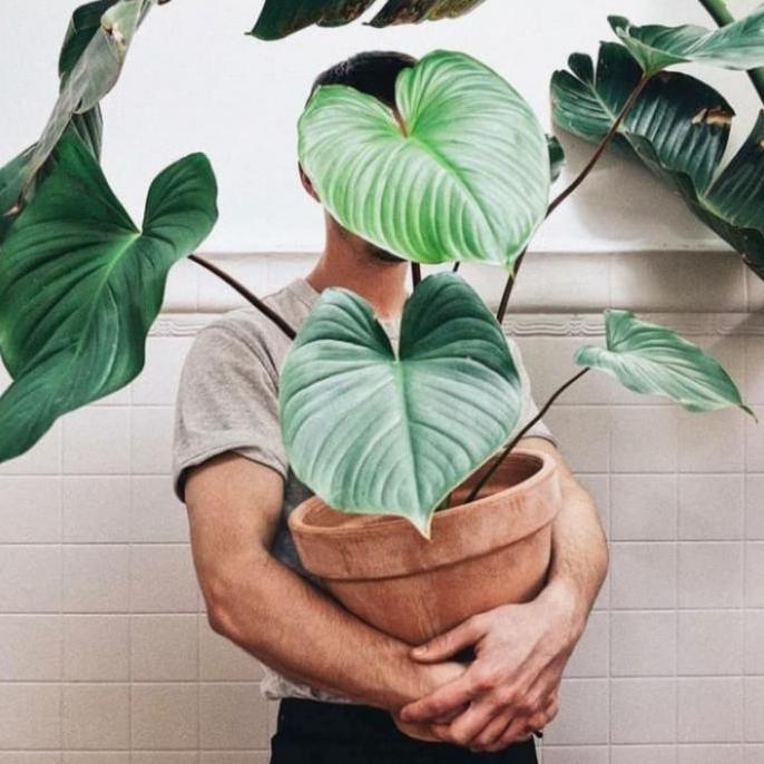 Tanaman hias homalomena rubescens - homalomena hijau - homalomena