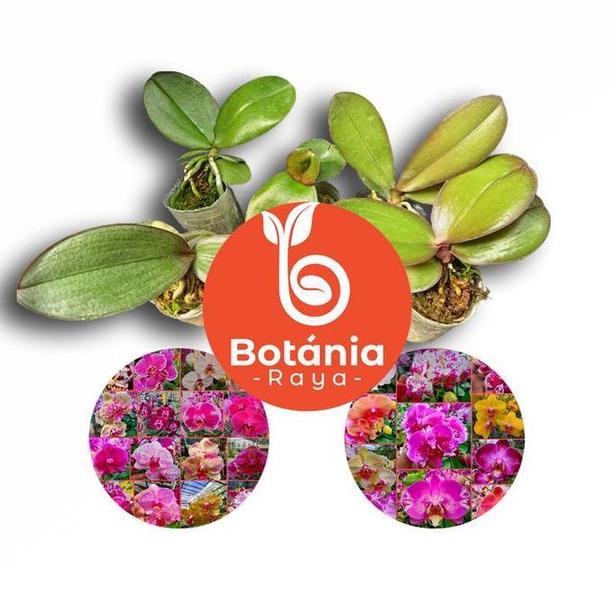 Bibit anggrek bulan Jumbo Hybrid Premium Seedling dan Pra-Remaja