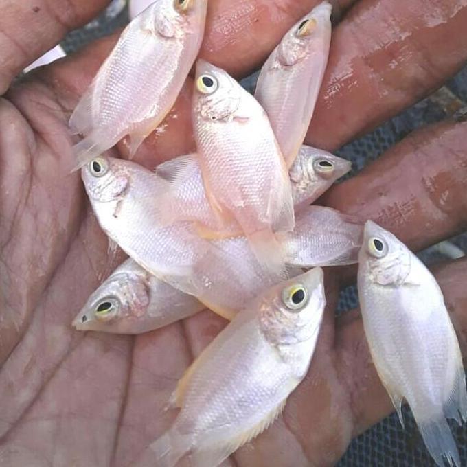 GURAME PADANG BIBIT. SIZE JEMPOL.