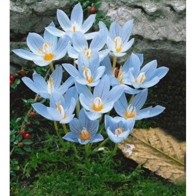 Tanaman Hias Lili Hujan Bunga Hidup Rain lily Hujan / Tanaman Hias Hidup Kucai Tulip / Bunga hidup k