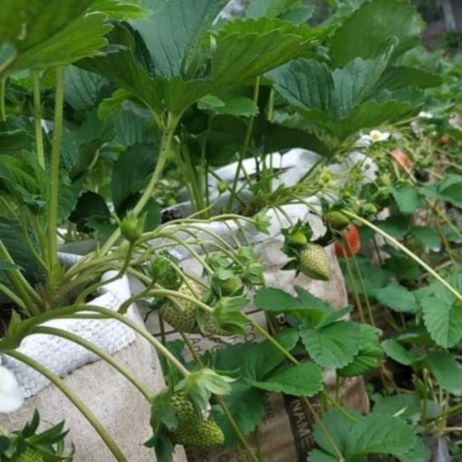 Bibit Strawberry JUMBO Sagahonoka