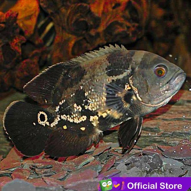 Yujitaro- Ikan Oscar Hitam Batik / Ikan Predator / Ikan Hias Aquascape