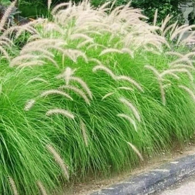 Tanaman ekor kuda Pohon buntut kuda Alang Alang buntut kuda love grass