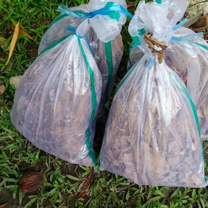 Jangkrik Alam Hidup Karungan Setengah Kilo